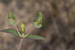 Greater Florida spurge